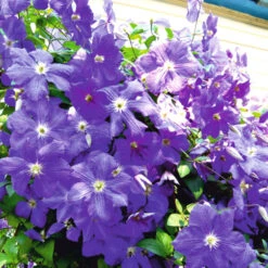 Kletterpflanzen Clematis, Verschiedene Sorten Im Blumentopf -Garten Lust 9khYryU02ijzjxQ 1280x1280