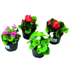 Begonia Semperflorens In Verschiedenen Farben Im Blumentopf 9 Cm