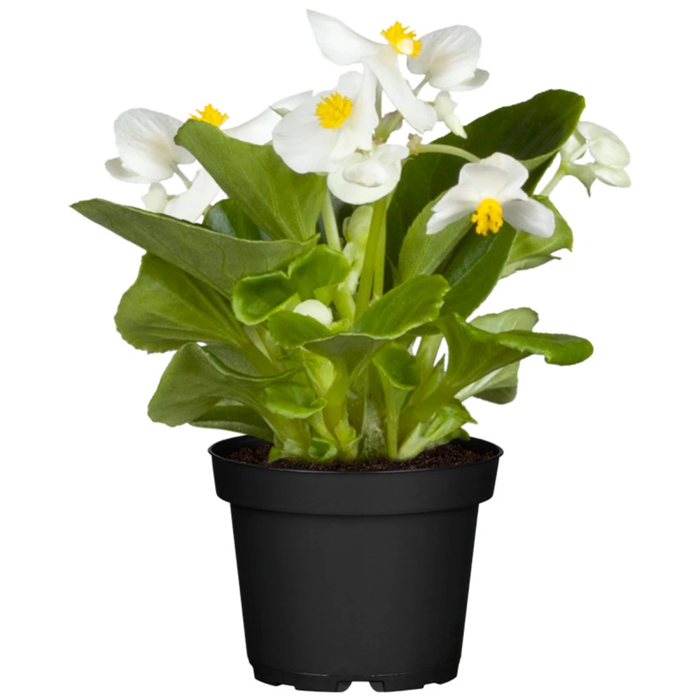 Begonia Semperflorens In Verschiedenen Farben Im Blumentopf Ø 13 Cm 2 Begonia Semperflorens In Verschiedenen Farben Im Blumentopf Ø 13 Cm – Bild 2