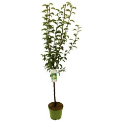 Kern- Und Steinobstbäume Vorgezüchtet Im Topf -Garten Lust 9kmlpkoIUY1E2U1 1280x1280