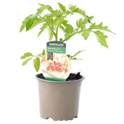 Tomaten Verschiedene Sorten Im Topf -Garten Lust 9ko4OXyPgweKifp 1280x1280