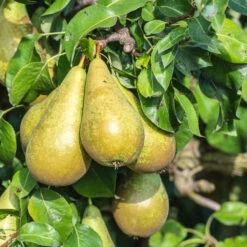 Obstbaum 150 - 200 Cm In Verschiedenen Sorten -Garten Lust 9koTEEABanaBL7K 1280x1280