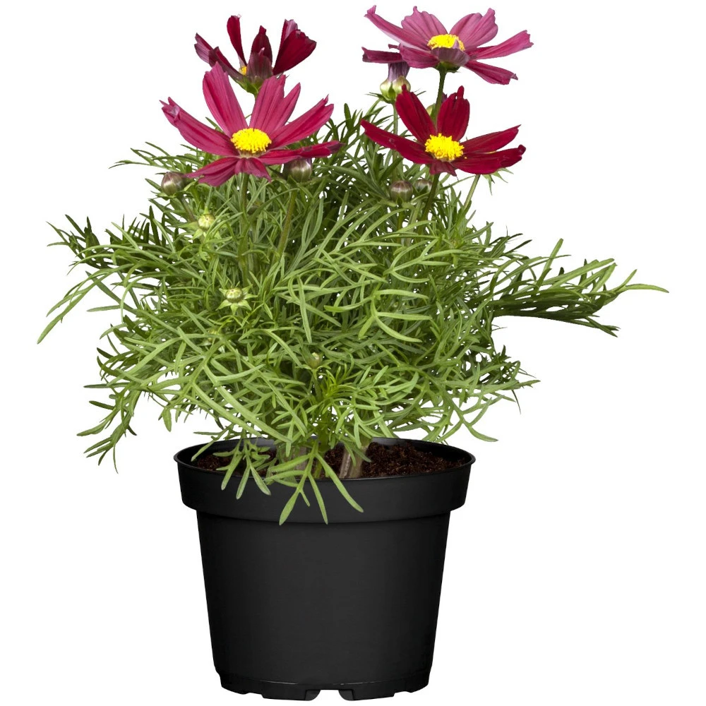 Cosmos T13 Verschiedenfarbig Im Topf 1 Cosmos T13 Verschiedenfarbig Im Topf