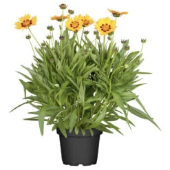 Coreopsis Mit Sonnengelben Blüten Im Blumentopf Ø 13 Cm