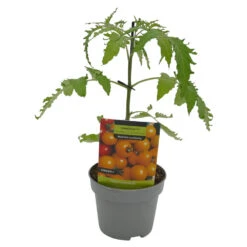 Gemüsepflanzen Veredelte Tomaten Oder Gurken -Garten Lust 9krjPOPOGPCIreT 1280x1280