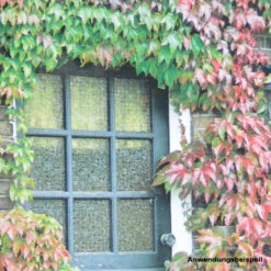 Kletterpflanzen Clematis, Verschiedene Sorten Im Blumentopf -Garten Lust 9ksYABHcTt6fBsy 1280x1280