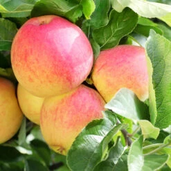 Kern- Und Steinobstbäume Vorgezüchtet Im Topf -Garten Lust 9kuVyLRYkY4NNt5 1280x1280