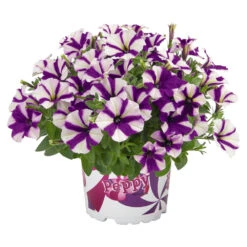 Petunia Peppy In Verschiedenen Farben Im Blumentopf 11 Cm -Garten Lust 9kv0omQ34p8xtPW 1280x1280