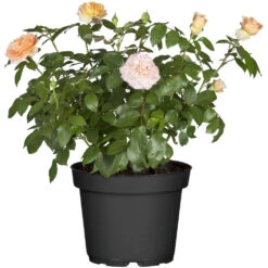 Rosen Im Topf In Verschiedenen Sorten -Garten Lust 9kxX9QdIEkpOKfG 1280x1280