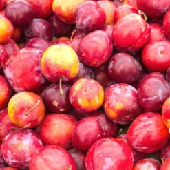 Obstbaum 150 - 200 Cm In Verschiedenen Sorten -Garten Lust 9kzeTiWWGi4yrSo 1280x1280