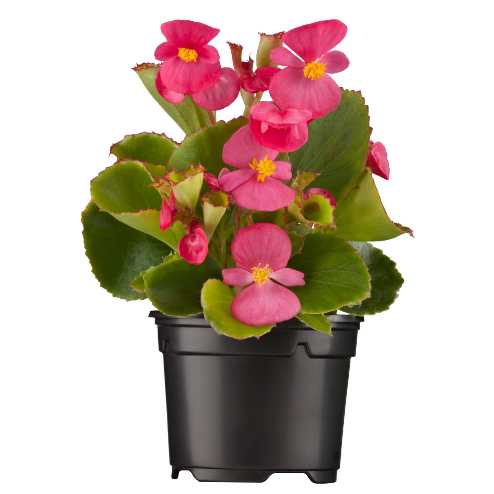 Begonia Semperflorens In Verschiedenen Farben Im Blumentopf Ø 13 Cm 1 Begonia Semperflorens In Verschiedenen Farben Im Blumentopf Ø 13 Cm