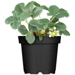 Erdbeeren Vorgezogen Im Blumentopf 9 Cm -Garten Lust Z04dyJiEYHvcIs 1280x1280