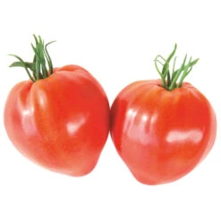 Gemüsepflanzen Veredelt, Tomate Oder Gurke Im Topf 9 Gemüsepflanzen Veredelt, Tomate Oder Gurke Im Topf -Garten Lust Z4KxbDoBrkwgsa 1280x1280