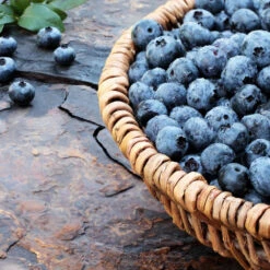 Beerenobst Im Sortiment -Garten Lust Z6HvYZXdLQZ2bc 1280x1280