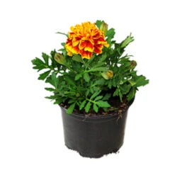 Tagetes In Verschiedenen Sorten Im Blumentopf Ø 13 Cm