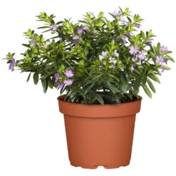 Cuphea Im Blumentopf Ø 11 Cm, Nahrungsquelle Für Bienen