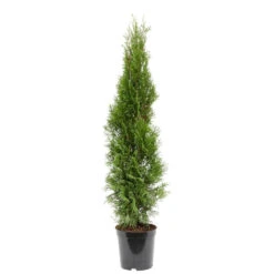 Lebensbaum 80-100 Cm Thuja Occidentalis Smaragd