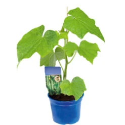 Gemüsepflanzen Veredelt, Tomate Oder Gurke Im Topf 8 Gemüsepflanzen Veredelt, Tomate Oder Gurke Im Topf -Garten Lust ZM5DzGYI7fDnS4 1280x1280