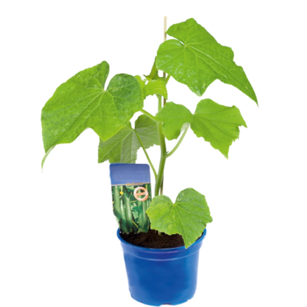 Gemüsepflanzen Veredelt, Tomate Oder Gurke Im Topf 2 Gemüsepflanzen Veredelt, Tomate Oder Gurke Im Topf – Bild 2