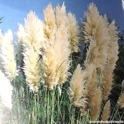 Pampasgras In Verschiedenen Farben Im Robusten Blumentopf -Garten Lust ZNc0cfCkMrqlAr 1280x1280