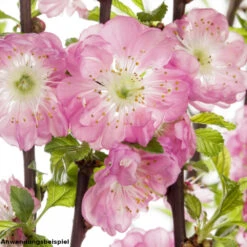 Mandelbaum Ca. 100 Cm Mit 5-8 Trieben Im Blumentopf -Garten Lust ZPabotUk4NJzwY 1280x1280