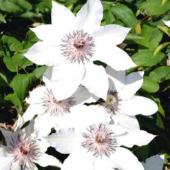 Kletterpflanzen Clematis, Verschiedene Sorten Im Blumentopf -Garten Lust ZPblFg6HprgRTK 1280x1280