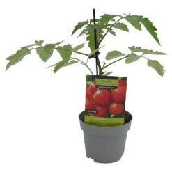 Gemüsepflanzen Veredelte Tomaten Oder Gurken -Garten Lust ZTZZWJnf0fCtVV 1280x1280