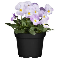 Viola Cornuta Im Blumentopf Ø 9 Cm