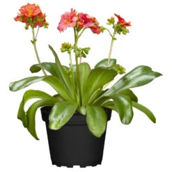 Lewisia Mix Im Blumentopf