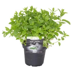 Kräuter In Verschiedenen Sorten Im Robusten Blumentopf 14 Cm -Garten Lust ZVXvKaDMOuLjxK 1280x1280