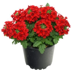 Verbena Drum Im Blumentopf 12 Cm