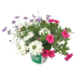 Potpourri-Mix Mit Verschiedenen Sorten Im Blumentopf Ø 12 Cm -Garten Lust ZWWnwGAeQLIzv2 1280x1280