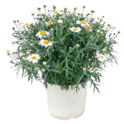 Mageriten Busch In Verschiedenen Farben Im Blumentopf 19 Cm