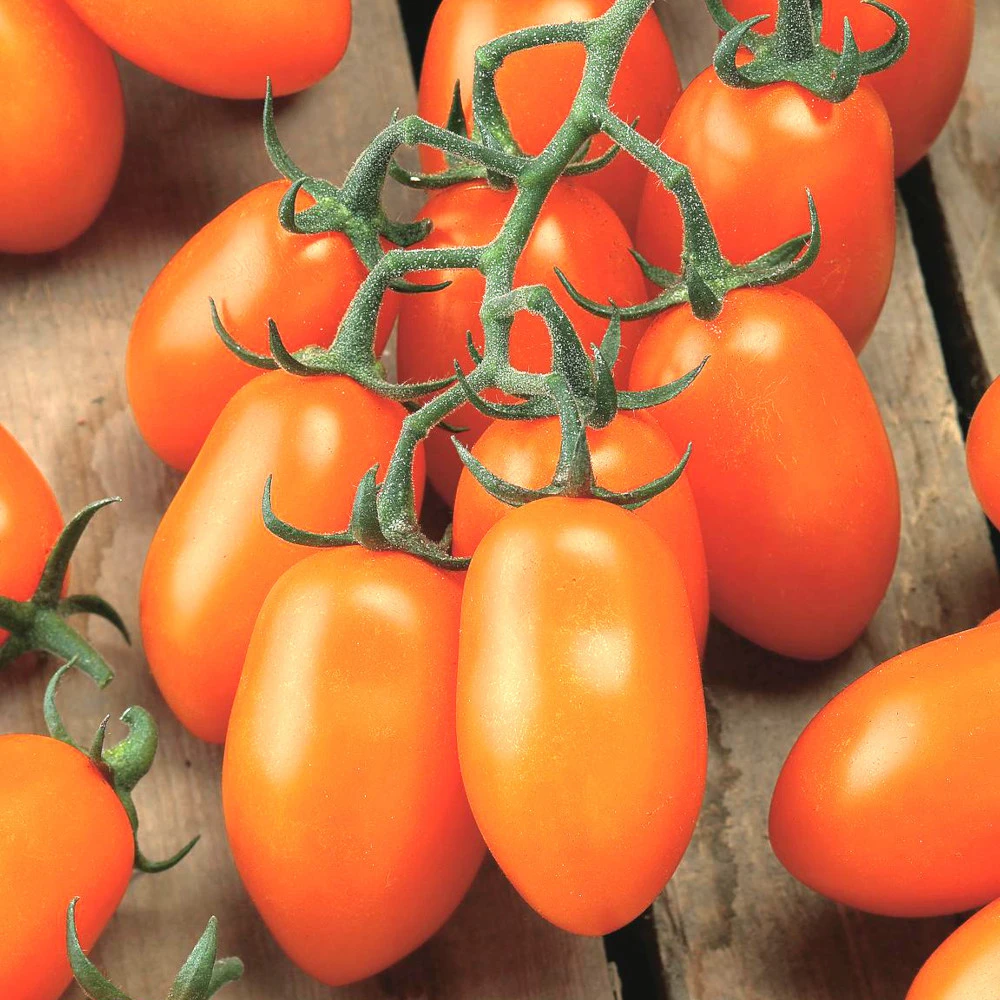Gemüsepflanzen Veredelt, Tomate Oder Gurke Im Topf 6 Gemüsepflanzen Veredelt, Tomate Oder Gurke Im Topf – Bild 6