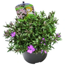 Flammenblume In Verschiedenen Sorten Im Blumentopf 11 Cm