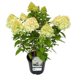 Hydrangea Paniculata Im Blumentopf