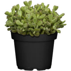 Sukkulenten Verschiedene Sorten Im Blumentopf 13 Cm