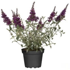 Buddleja Davidiiim Im Blumentopf Ø 19 Cm