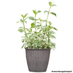 Cornus In Verschiedenen Sorten