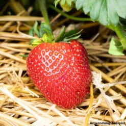 Erdbeeren Vorgezogen Im Blumentopf 9 Cm -Garten Lust ZuJbHKjjHpCUv3 1280x1280