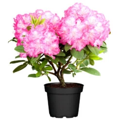 Rhododendron Hybriden Im Color Topf, Verschiedene Farben