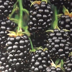 Beerenobst Im Sortiment -Garten Lust Zx1sQmEVs8LqSs 1280x1280