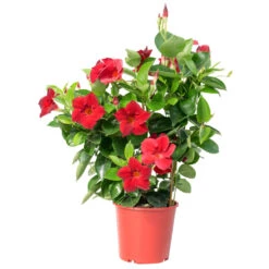 Dipladenia In Verschiedenen Farben Am Spalier Im Blumentopf 14 Cm